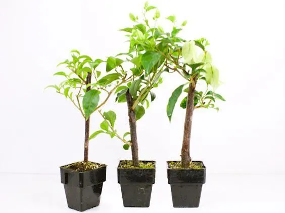 Smartie Pants Bougainvillea - High-Quality, Vibrant 85mm Plant for Garden