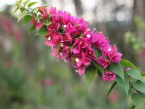 Smartie Pants Bougainvillea - High-Quality, Vibrant 85mm Plant for Garden
