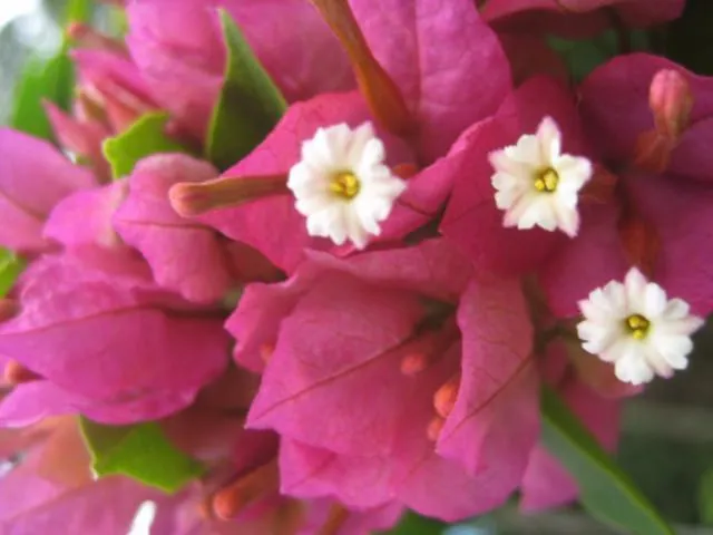 Smartie Pants Bougainvillea - High-Quality, Vibrant 85mm Plant for Garden
