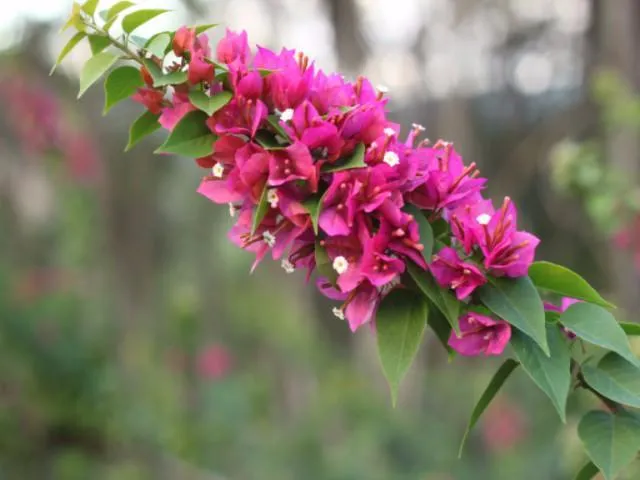 Smartie Pants Bougainvillea - High-Quality, Vibrant 85mm Plant for Garden