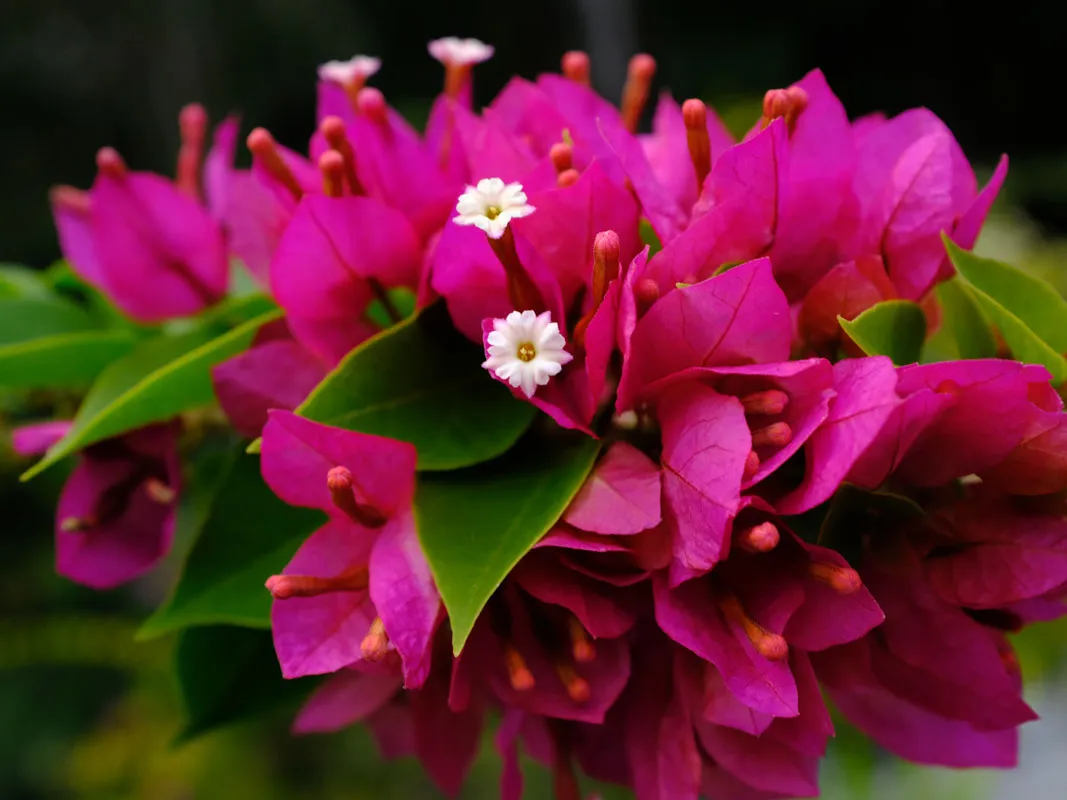 Smartie Pants Bougainvillea - High-Quality, Vibrant 85mm Plant for Garden