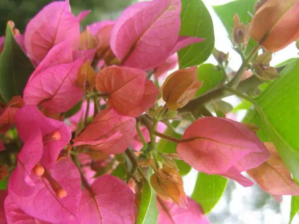 Smartie Pants Bougainvillea - High-Quality, Vibrant 85mm Plant for Garden