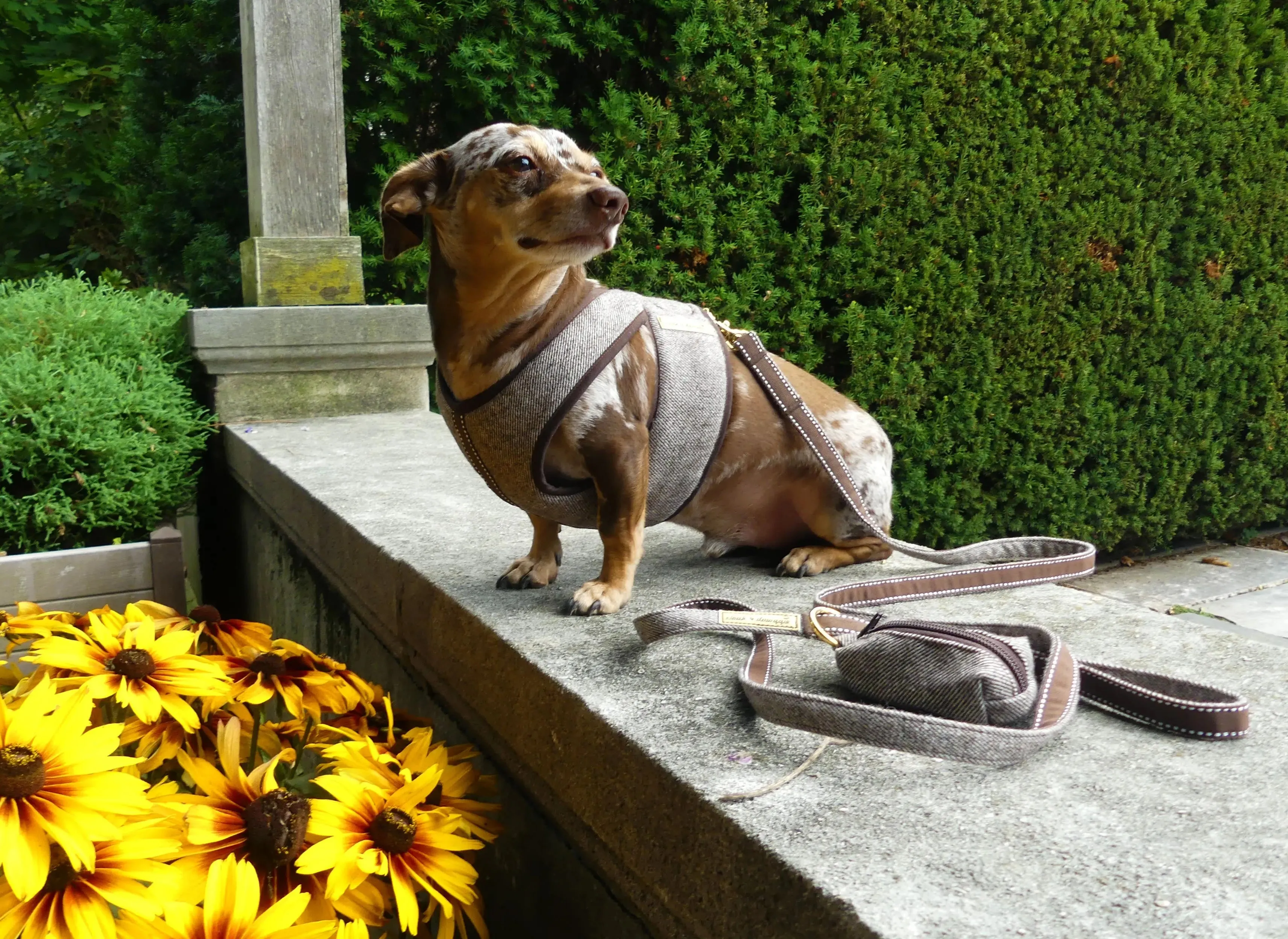 Matching Flannel Dog Leash Choco Twill Leash & Waste Bag